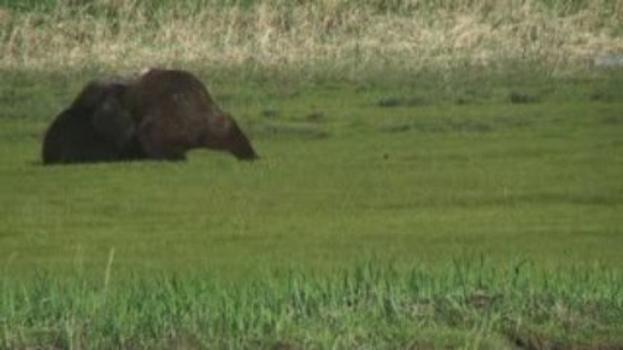 Combat d'Ours