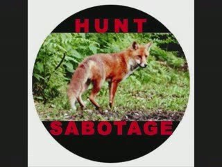 Pekatralatak - Cours vite petit renard