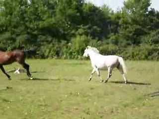les chevaux d'amour 001