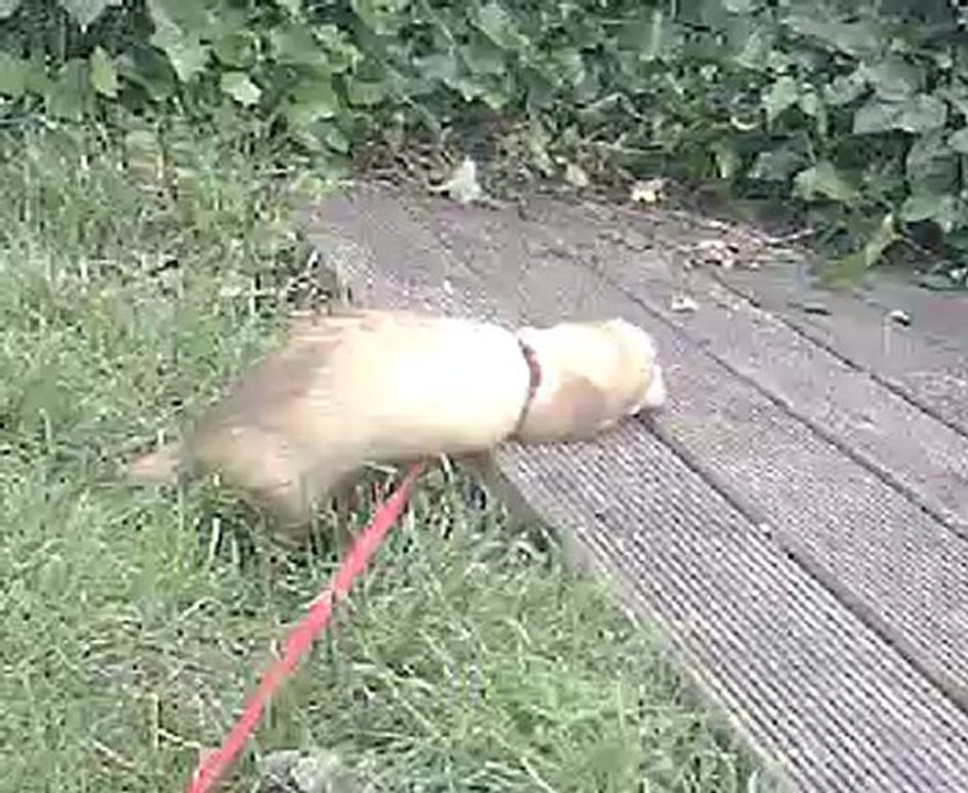 kuma au parc