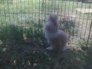 Kenzo et Etoile, mes Teddys