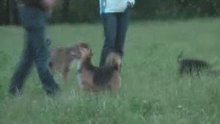 Hundeauslauf2_0001