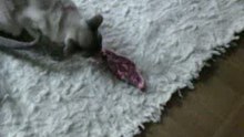 Meine Katzen 002