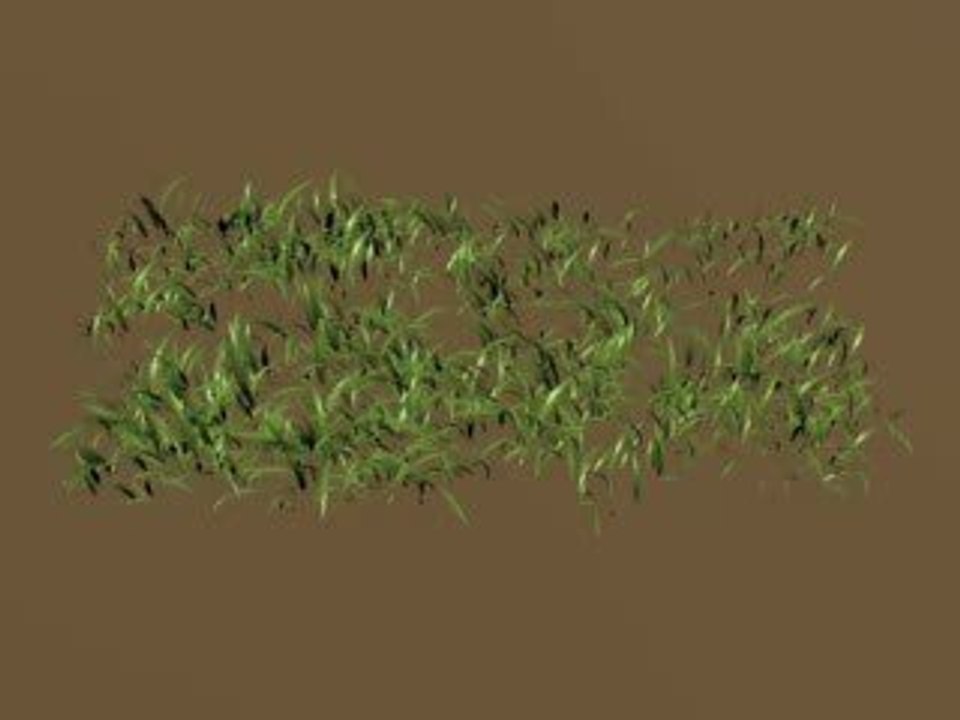 Prairie virtuelle, espèce de graminées (poacées)