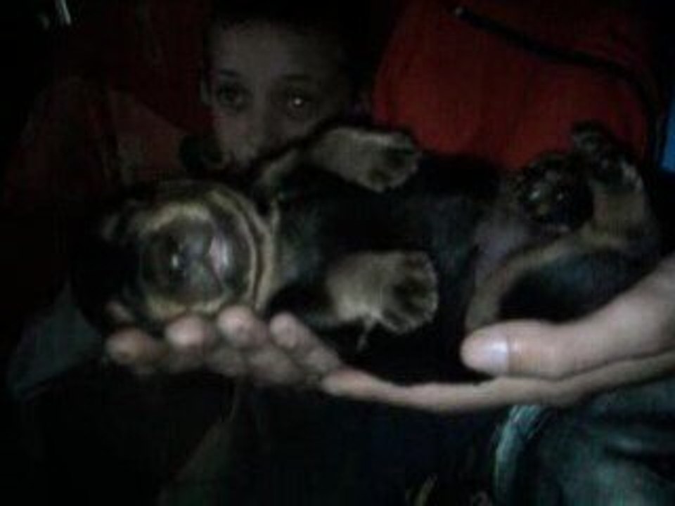 chiot rott