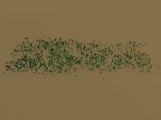 Prairie virtuelle, monoculture de trèfles blancs