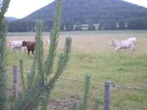 Chaine des Puys: Jeunes Taureaux