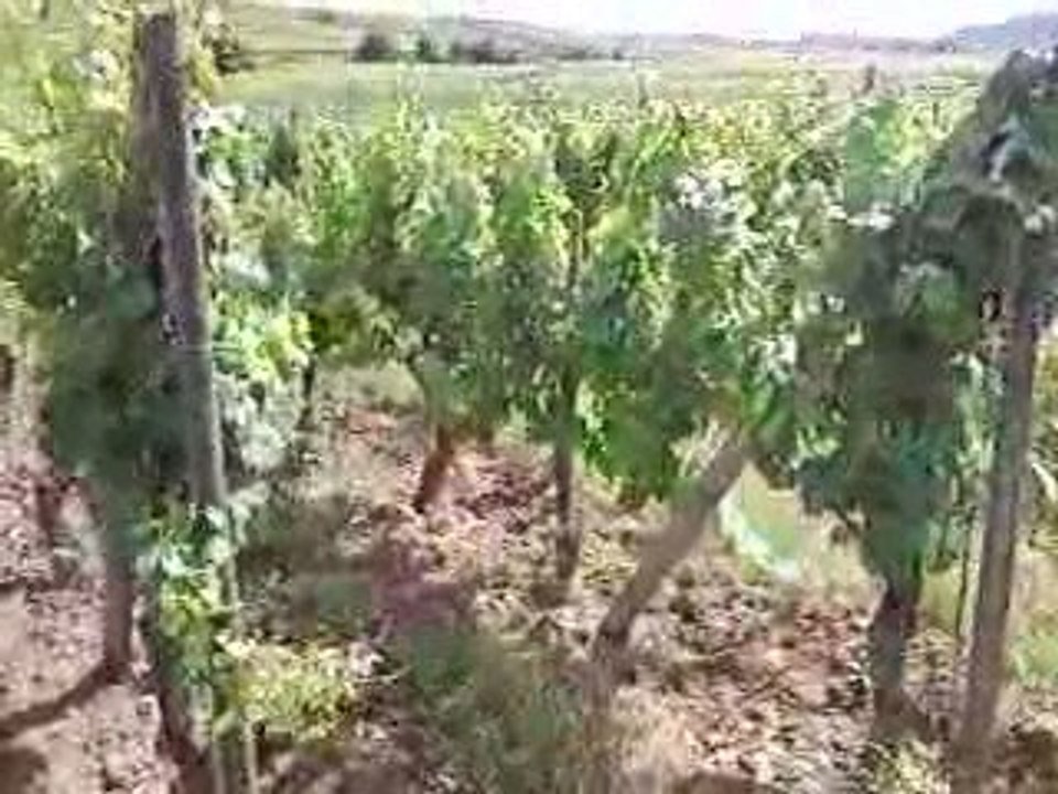 Hausherr Hubert et Heidi nos vignes bio : Eichberg