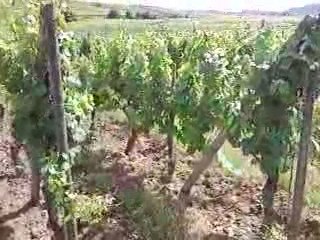 Hausherr Hubert et Heidi nos vignes bio : Eichberg