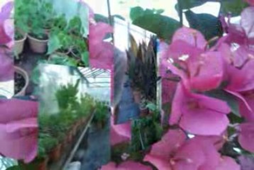 Jardin Tropical