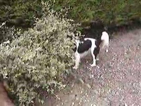 Les Cavaliers du Champ de Faix 0609