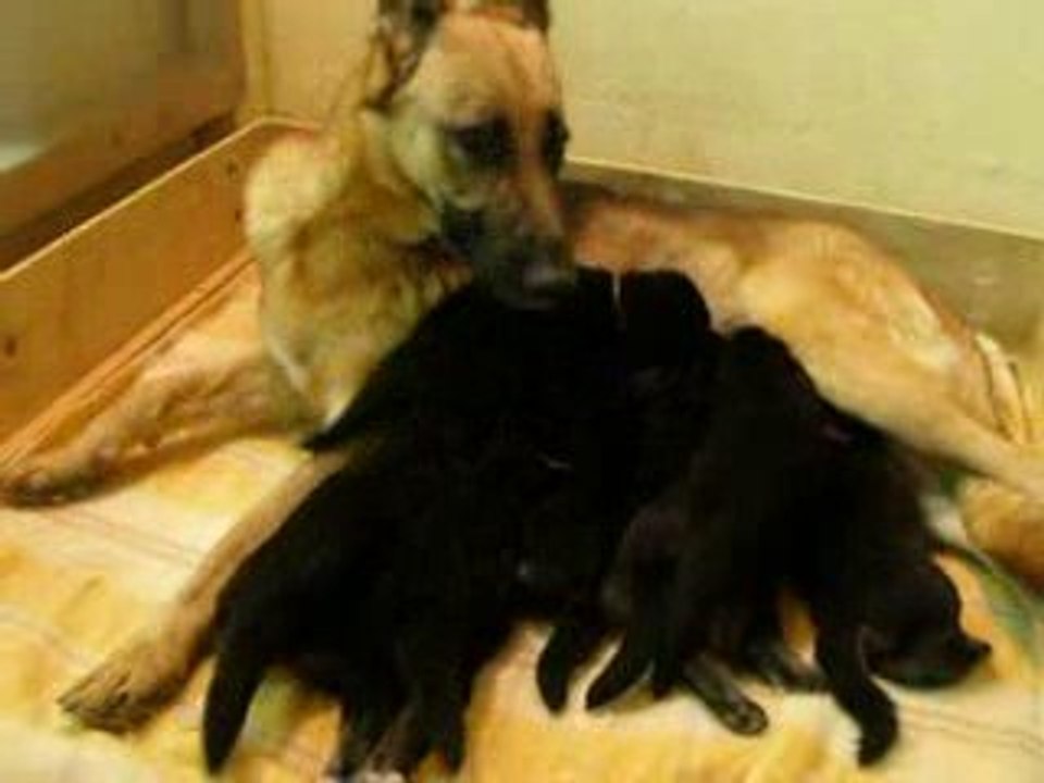 SCBA76juin09+chiots 105
