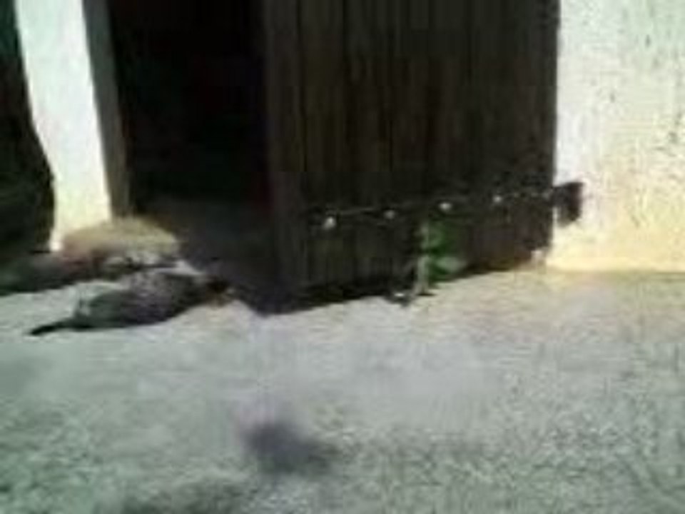 Chatons le dimanche 21 juin 2009