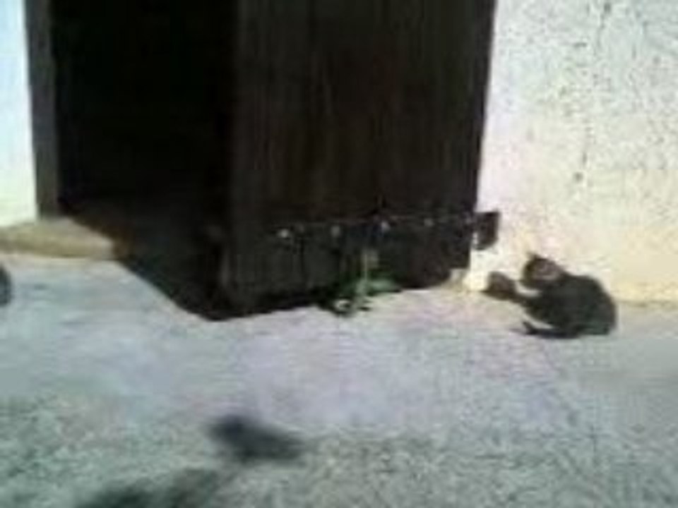 Chatons : Piloulite "attaque" !