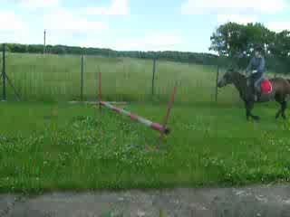 Saut d'obstacle avec Elise