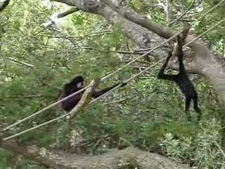 La vallée des singes 106