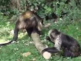 La vallée des singes 107