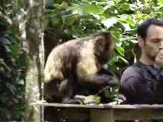 La vallée des singes 108