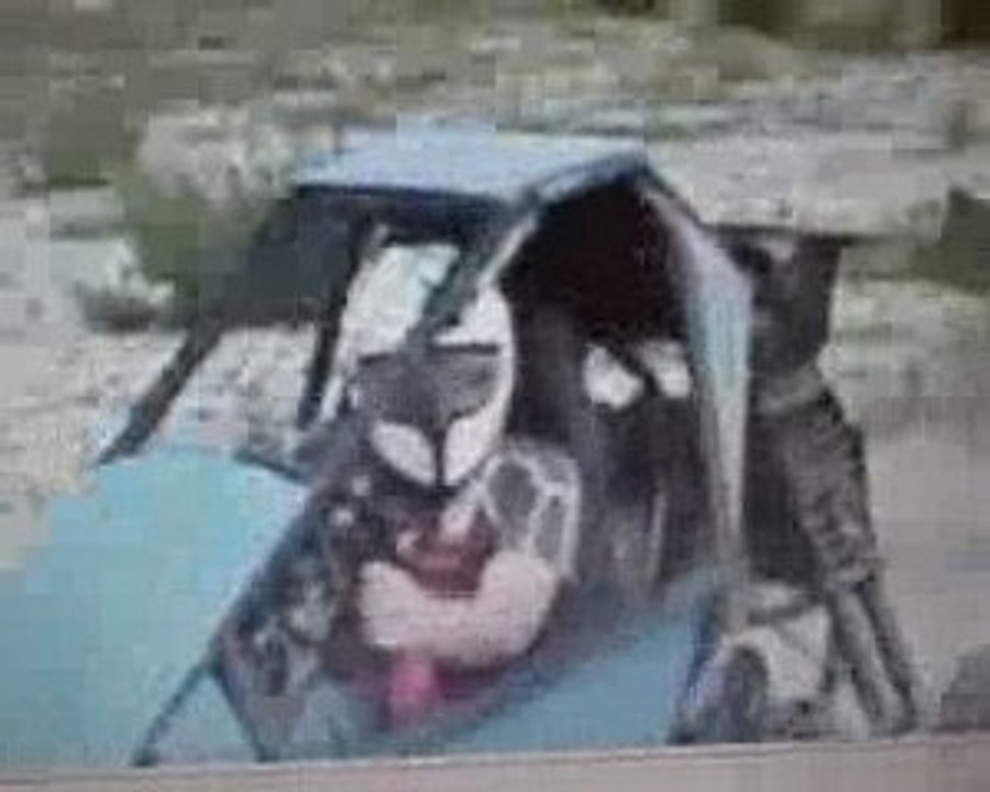 kart cross juin 2009