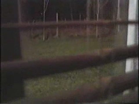 extraterrestre ou chupacabras