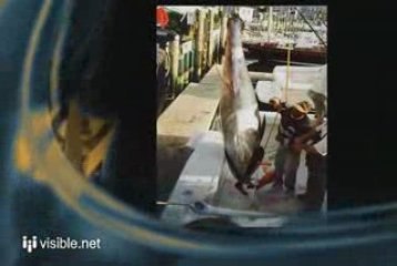 The Reel Fish Tales - Charter Fishing