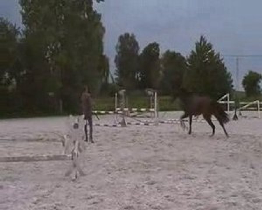Sprint du Rouet exercice de cavaletti à la longe 20.06.2009