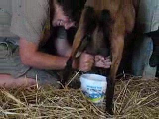 20/06/09  traite de Praline, chèvre-école par Louis