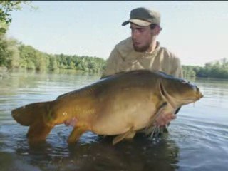 carpe miroir  30kg +....... combat fish spot