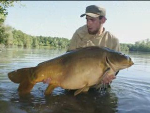 carpe miroir 30kg +....... combat fish spot