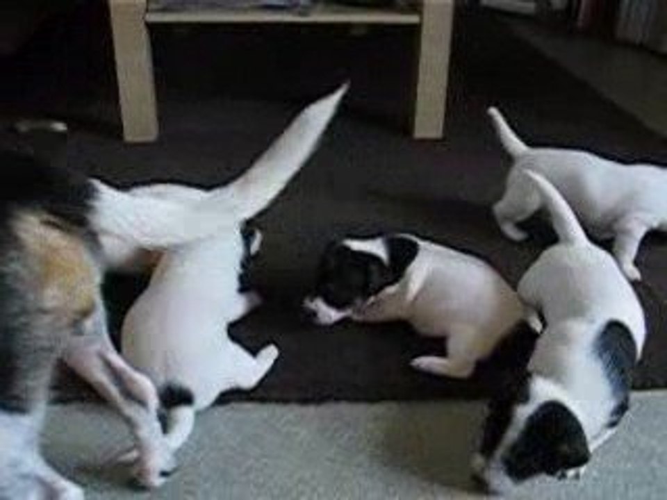 Les 6 crapules (J24)