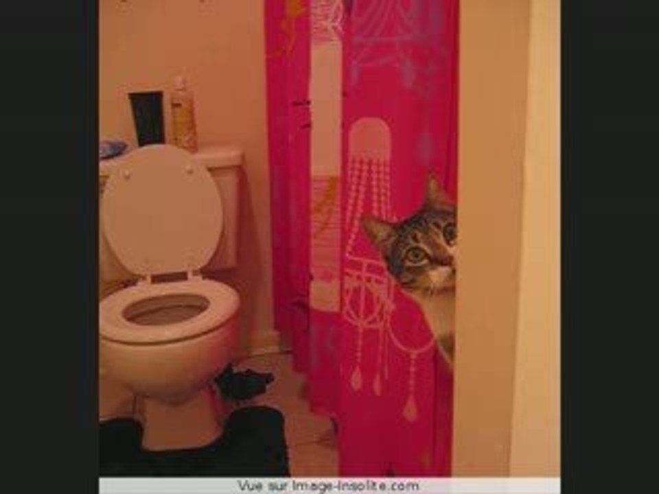 diapo drôle et insolite