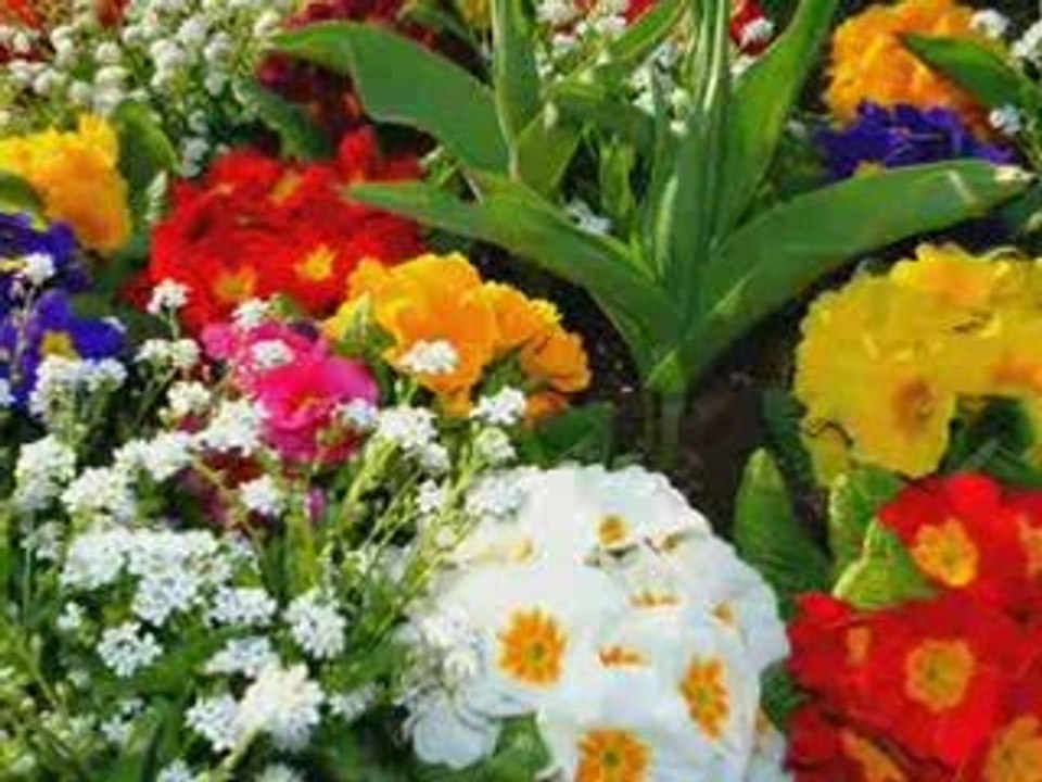 Vasil Naidenov -molba