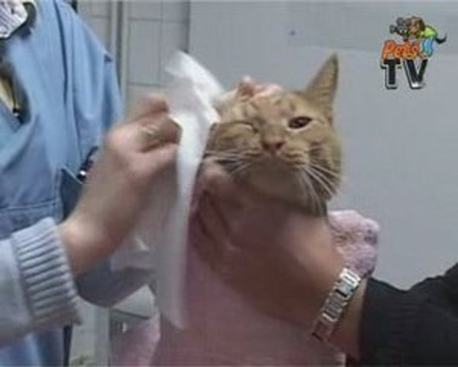 Laver les oreilles de son chat