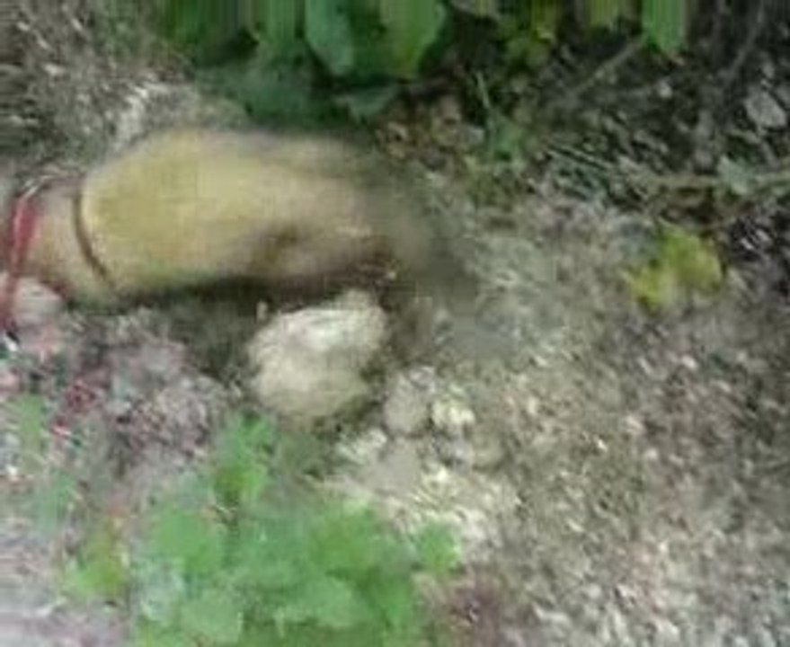 kuma: et tu gratte, gratte, gratte