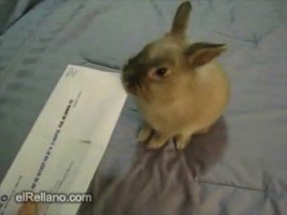 lo abro con el conejo