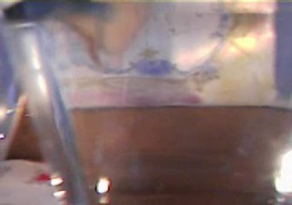 Mon betta splendens MG