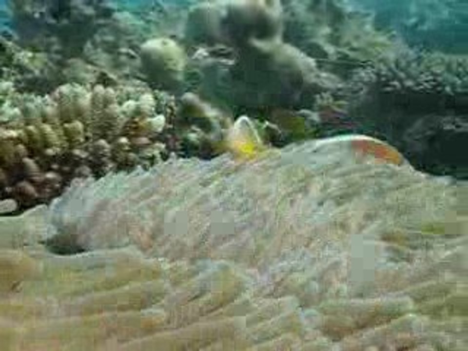 Aquarium