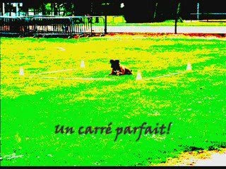 concours orchies 2009