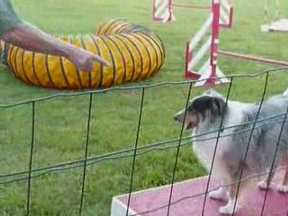 entra��nement agility juin 2009 2