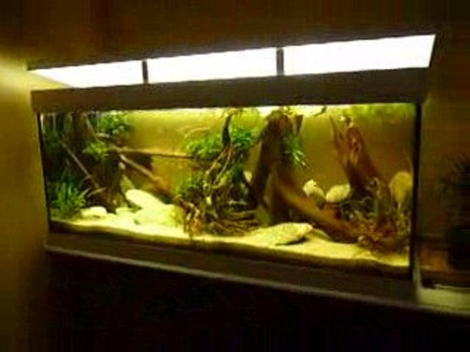 Repro Cryptoheros septemfasciatus