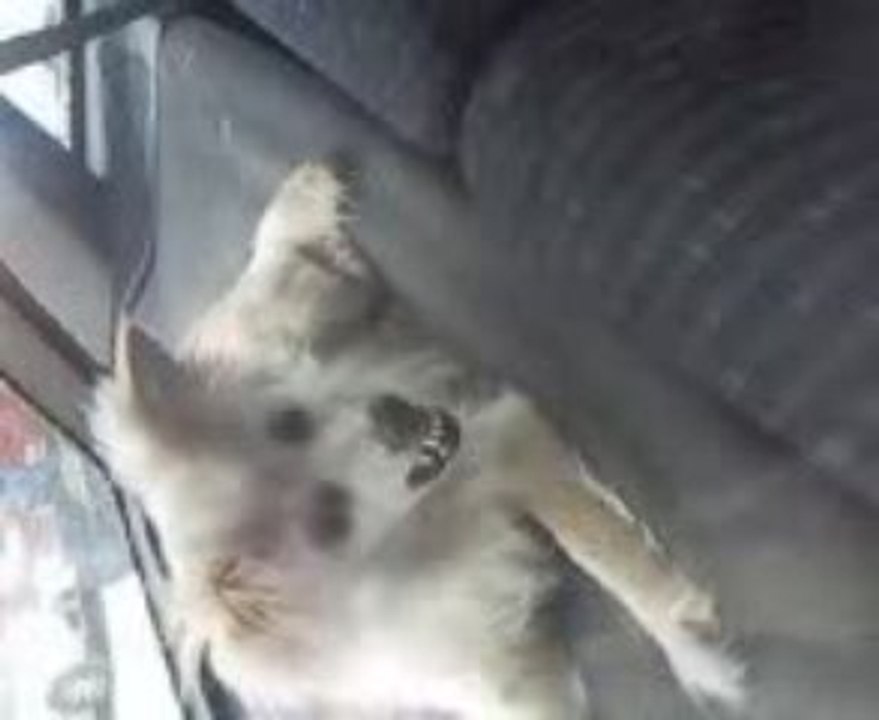 Chien de ouf