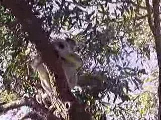 2009 06 17 - Wild Koala on Magnetic Island 1