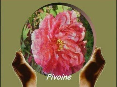 Fleurs de mon jardin