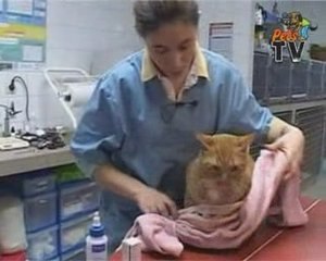 Mettre des gouttes dans les yeux de son chat