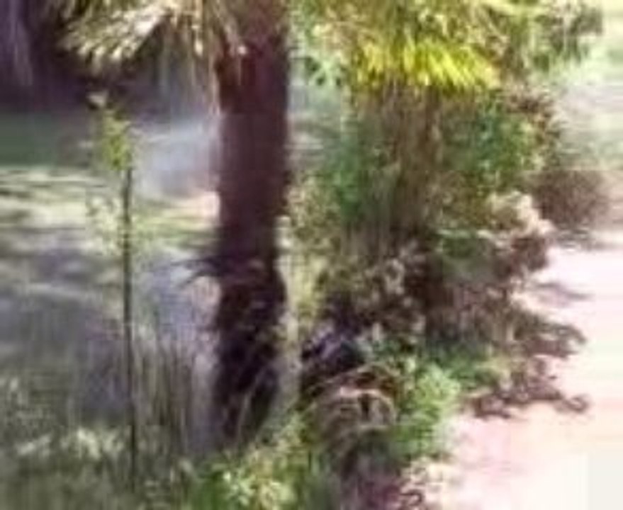 Berger allemand: shadow 5mois aime déjà les jets d'eau ^^ 2