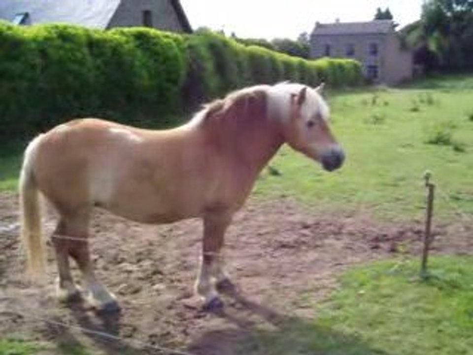 ma chérie au pré