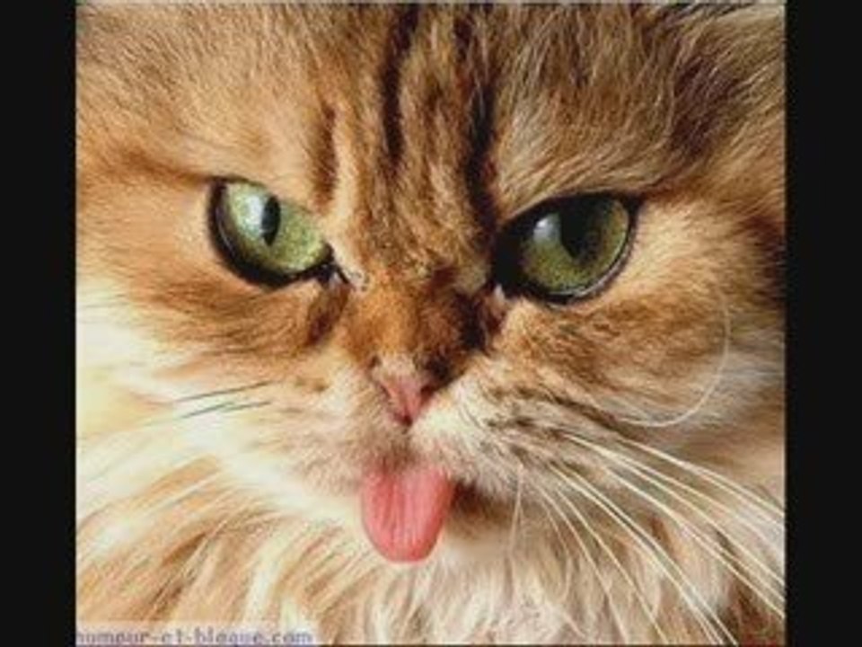crazy cat