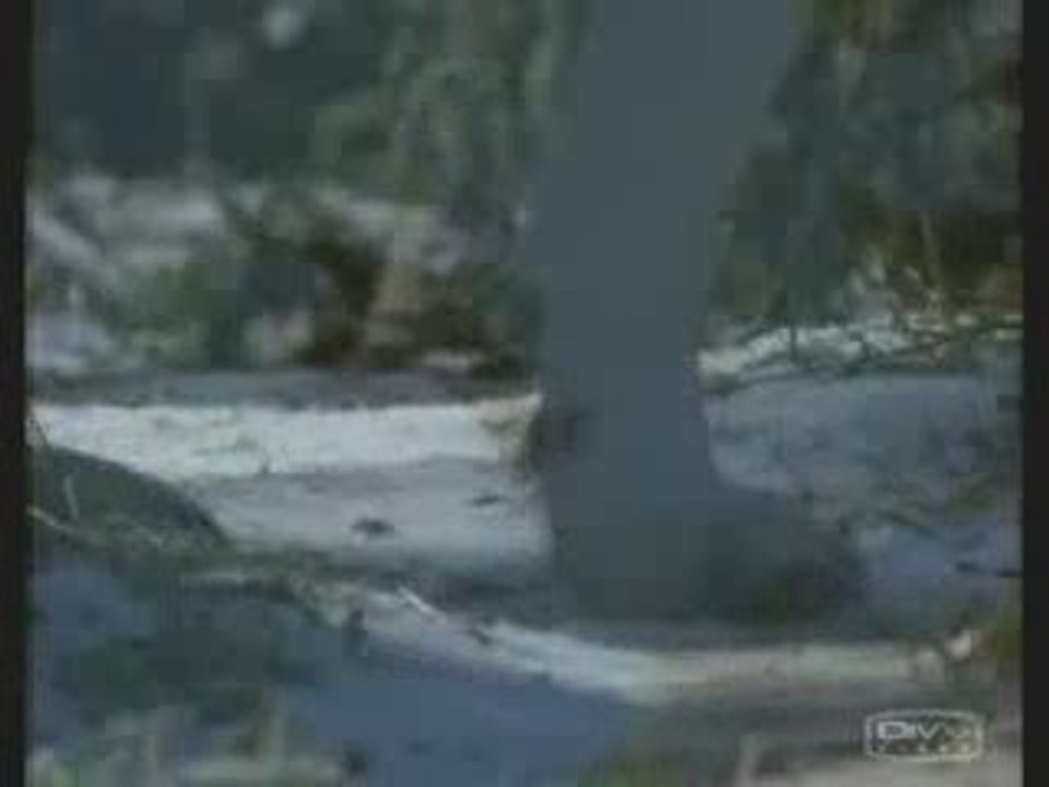 wolves in the nature