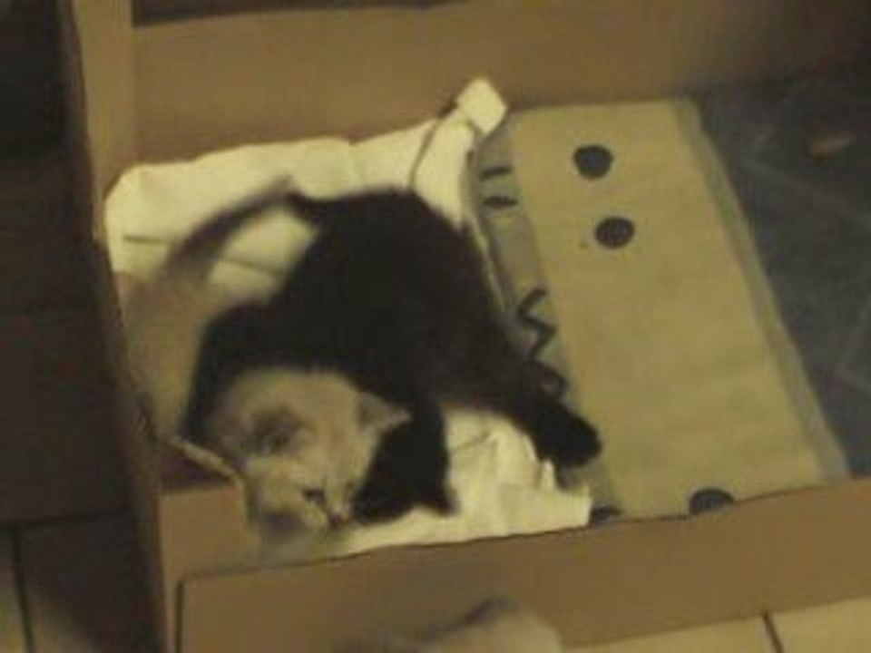 chatons qui jouent
