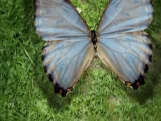 Vol d'un papillon After Effects (Rendu 2)